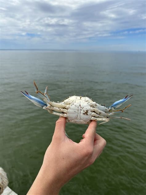 How to Hold A Crab – Never Get Pinched Again! – .